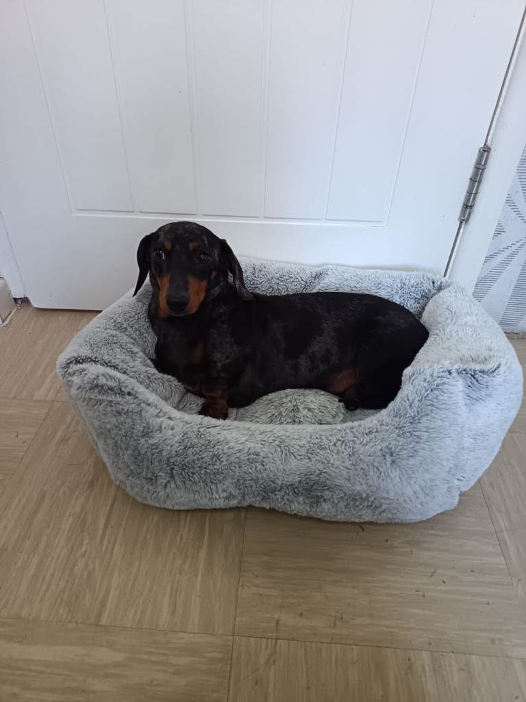 Miniature dapple dachshund