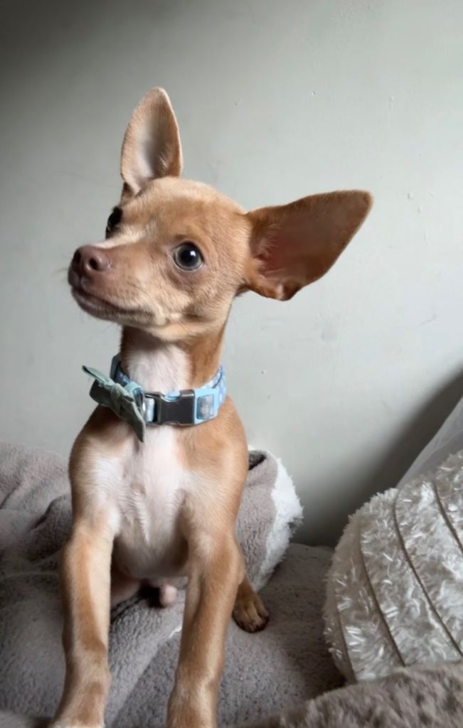 teacup chihuaua