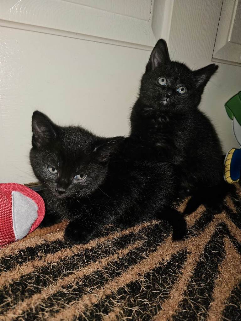 “2 Adorable  Whiskers Looking for a Home 🐱✨”