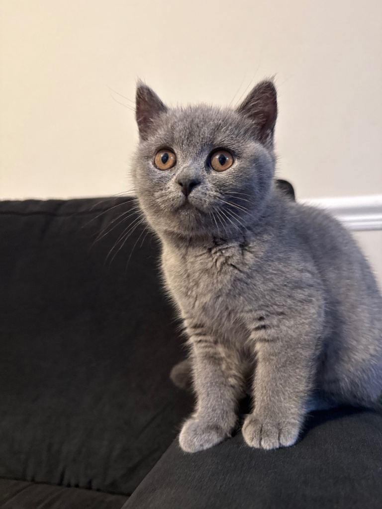  British short hair kitten 