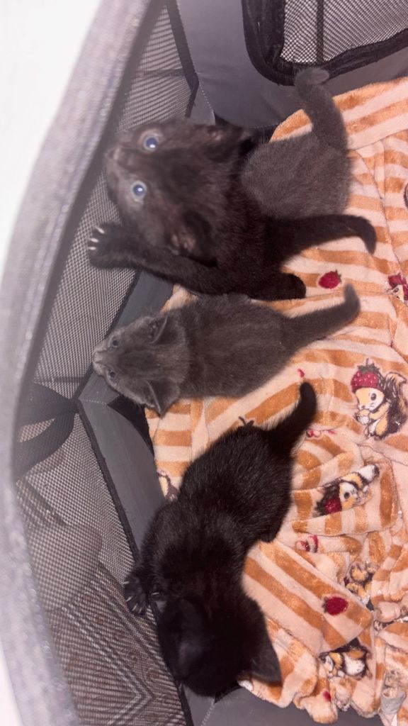 Kittens