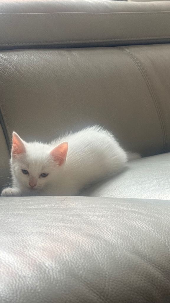 Kittens 