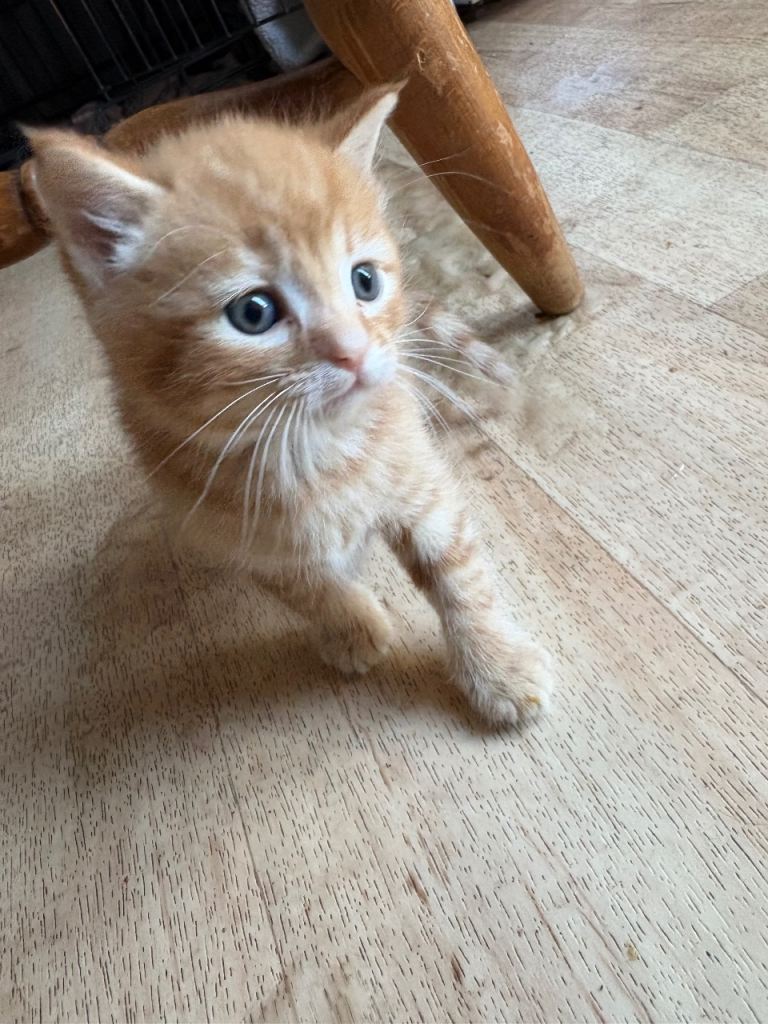 Kittens