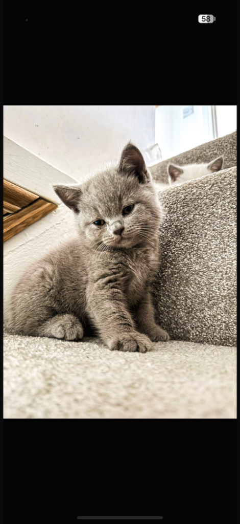 Chunky Pedigree British Shorthair Kittens 