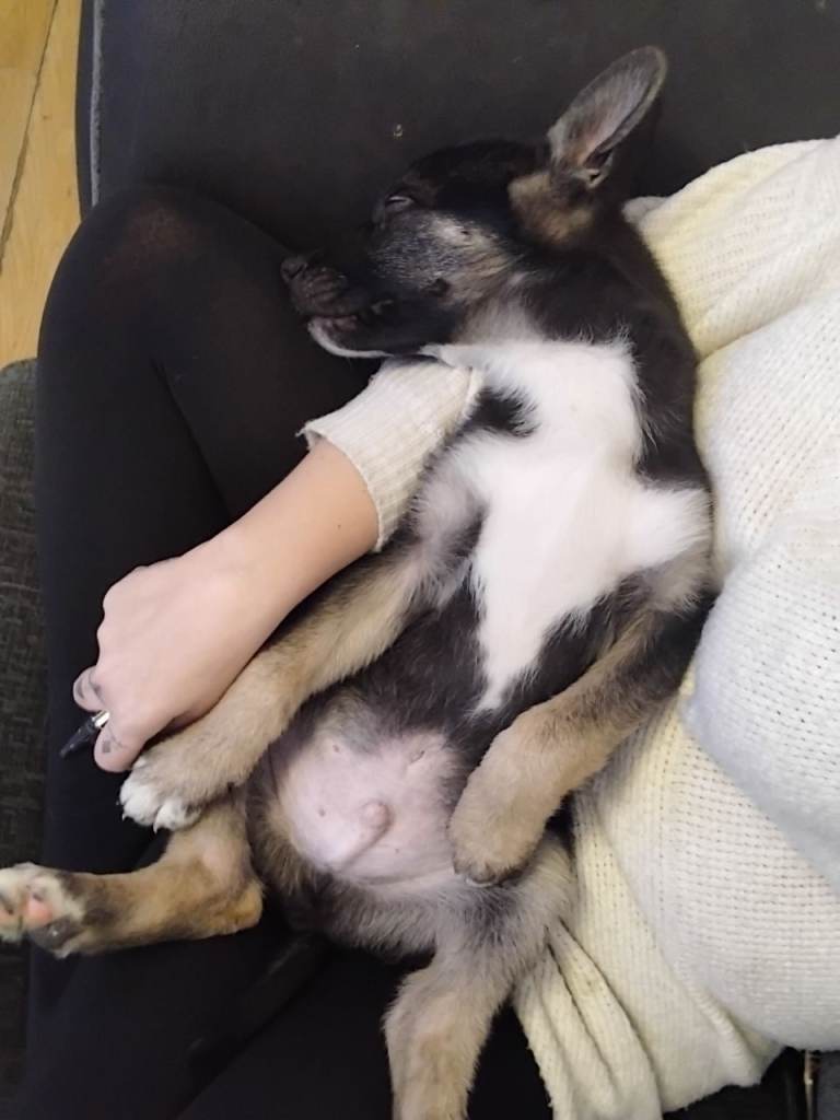 9 week old german malinois male