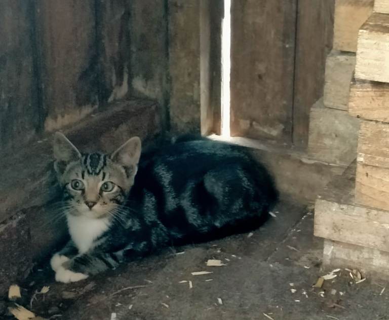Kittens for sale 