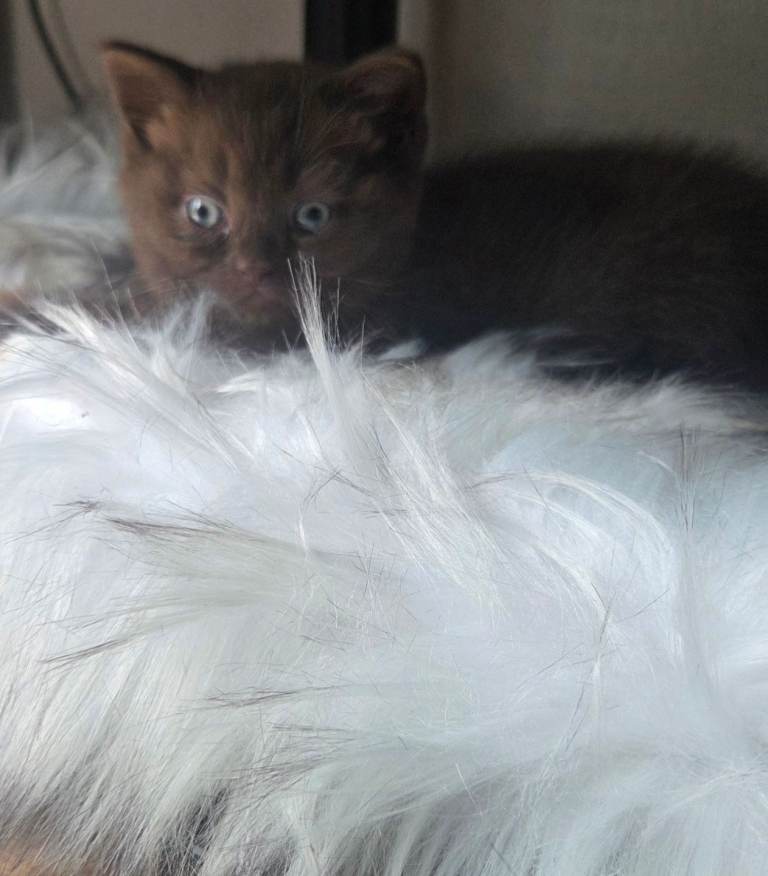 Chocolate British Short hair