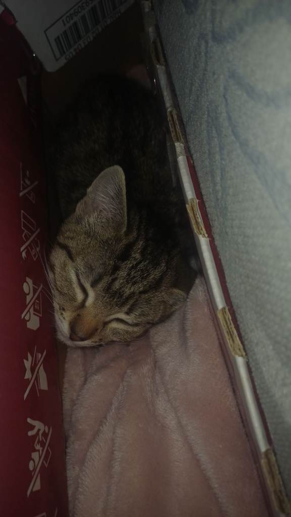 Rehoming the last 3-month-old kitten