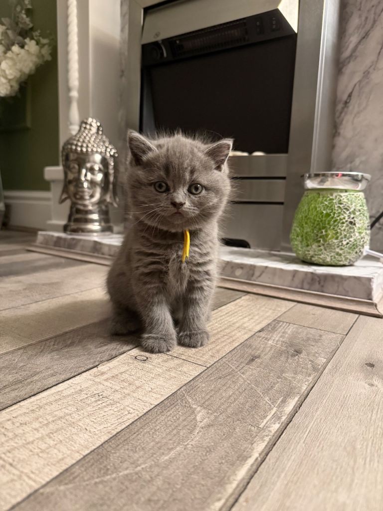 Beautiful British Shorthair kittens