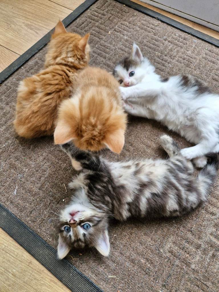 2 cute kittens will be ready for a new home soon.