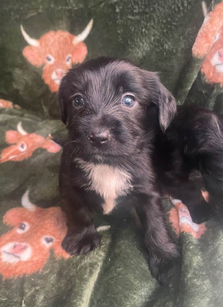 Shihtzu x puppies for sale