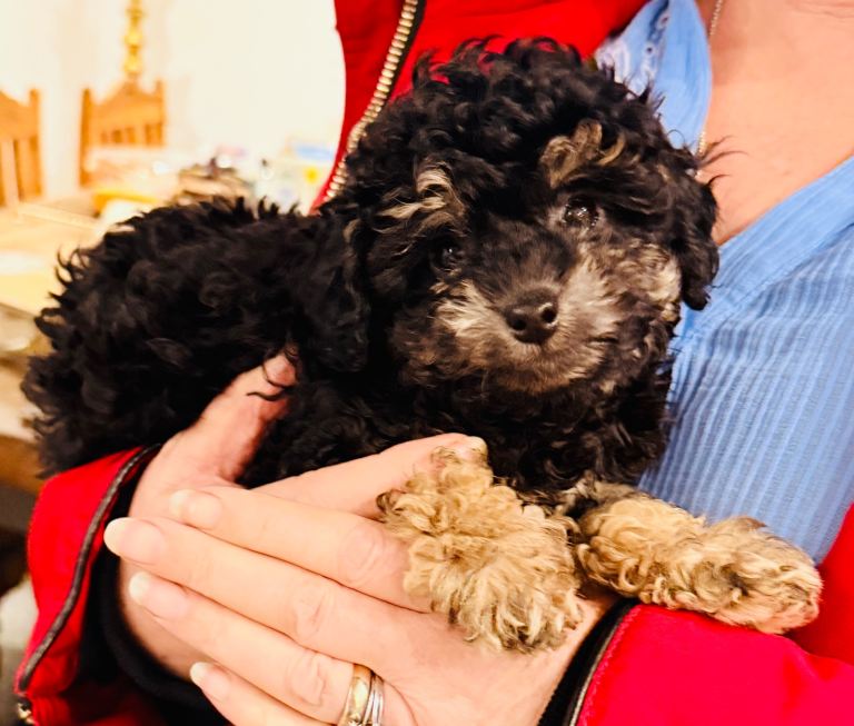 Stunning Phantom Shihpoos