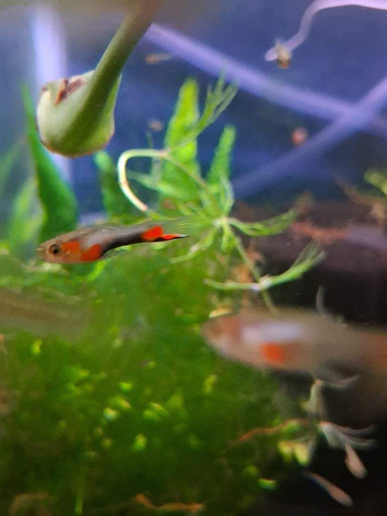 Pure Line Endlers and Guppy