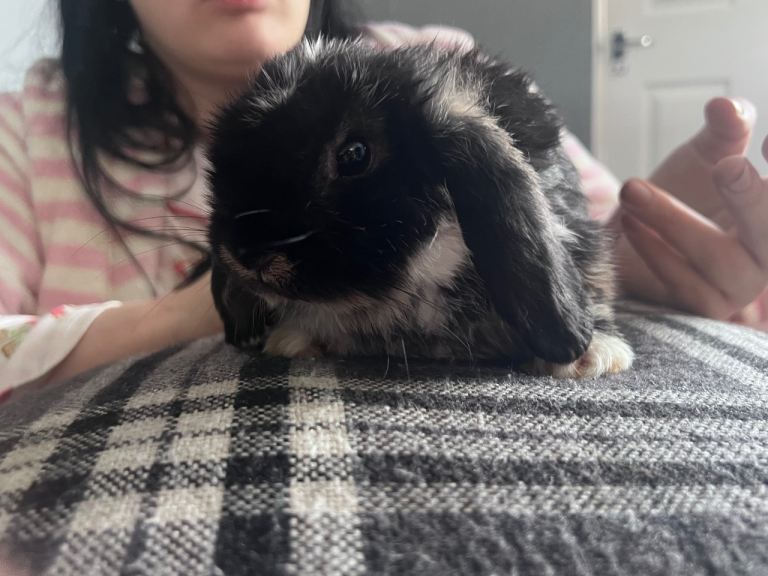 2 male lop ears FOR SALE!!!