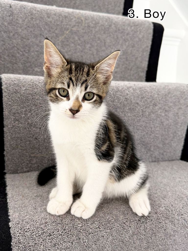 Adorable Kittens – 10 Weeks Old – £100 Each 