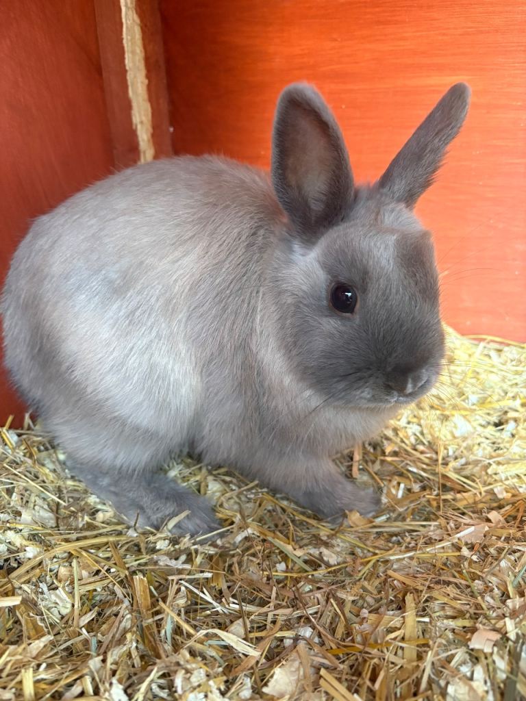 Netherland dwarf female 15 weeks old ‼️
