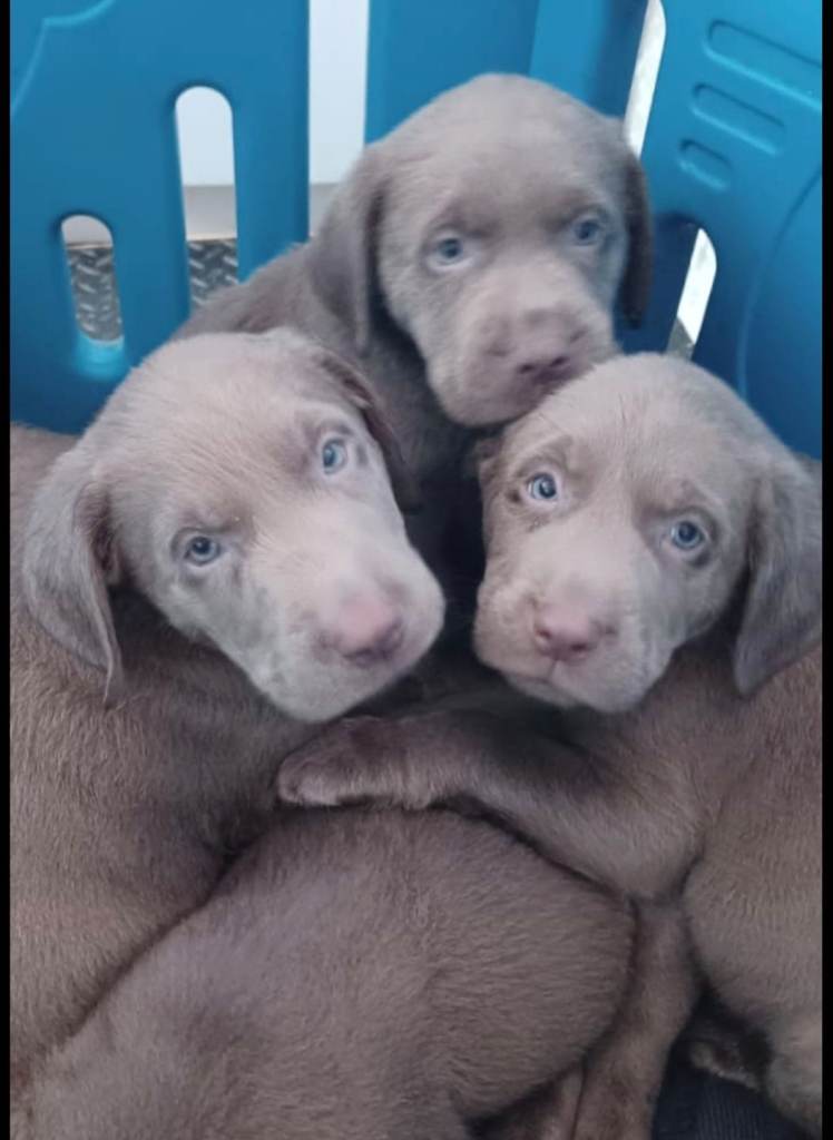 Silver labrador pups 