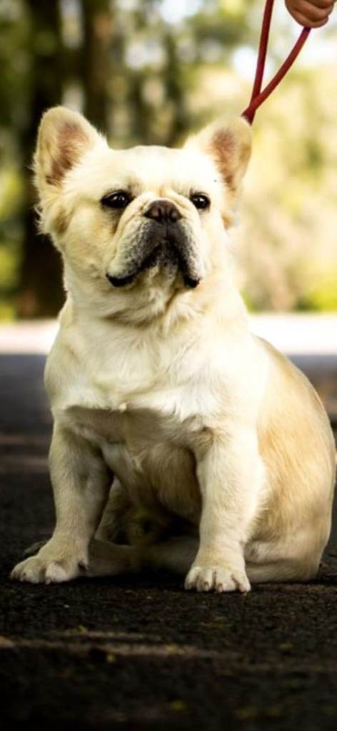 3 year old fluffy frencie male looking for loving home 