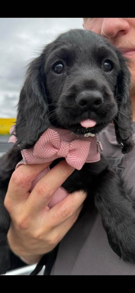 Cocker Spaniel Pups