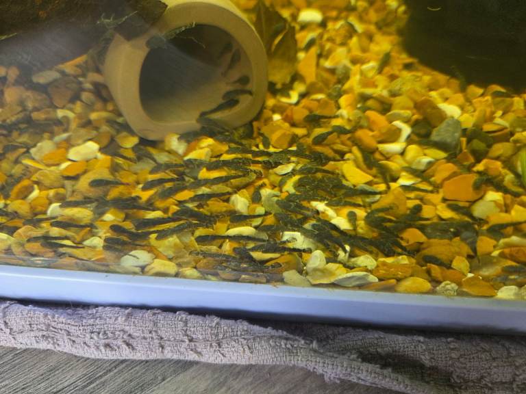 PLEC BABIES GREEN DRAGON AND BROWN BASIC