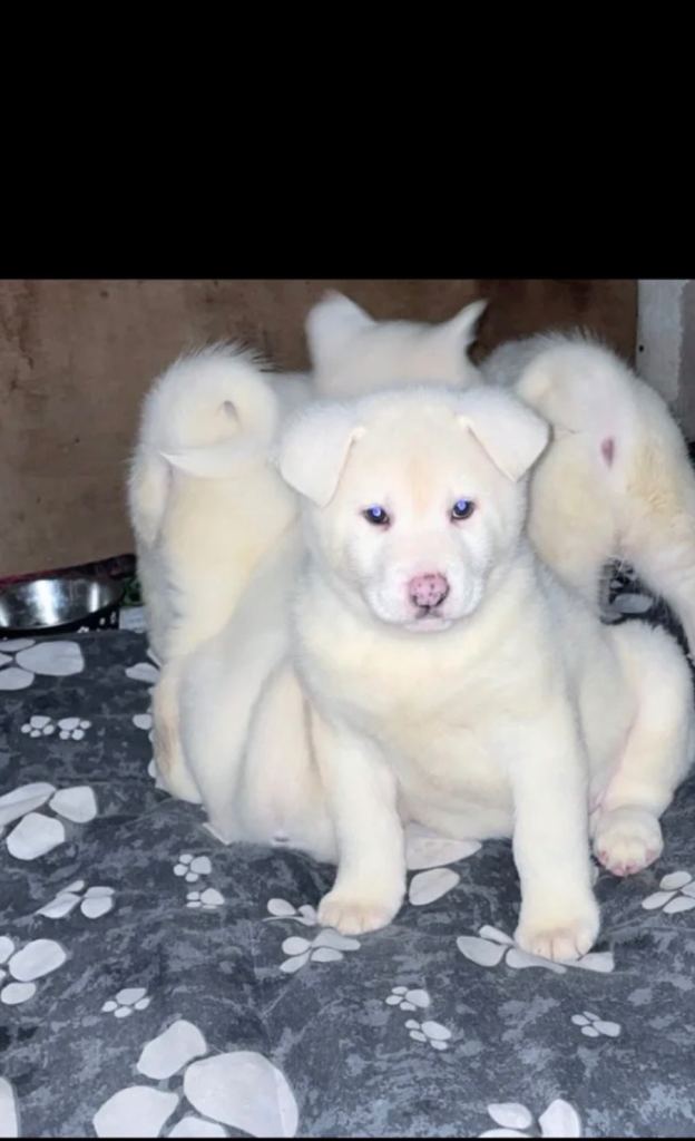 Japanese Akita Inu Puppies
