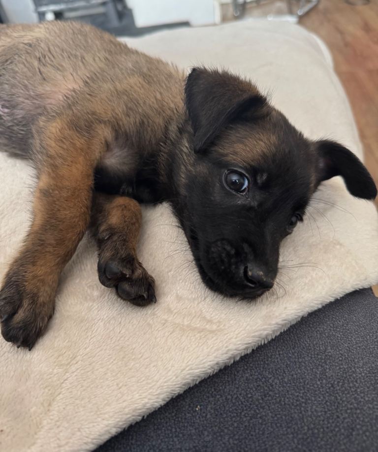 Dutch Herder Puppies