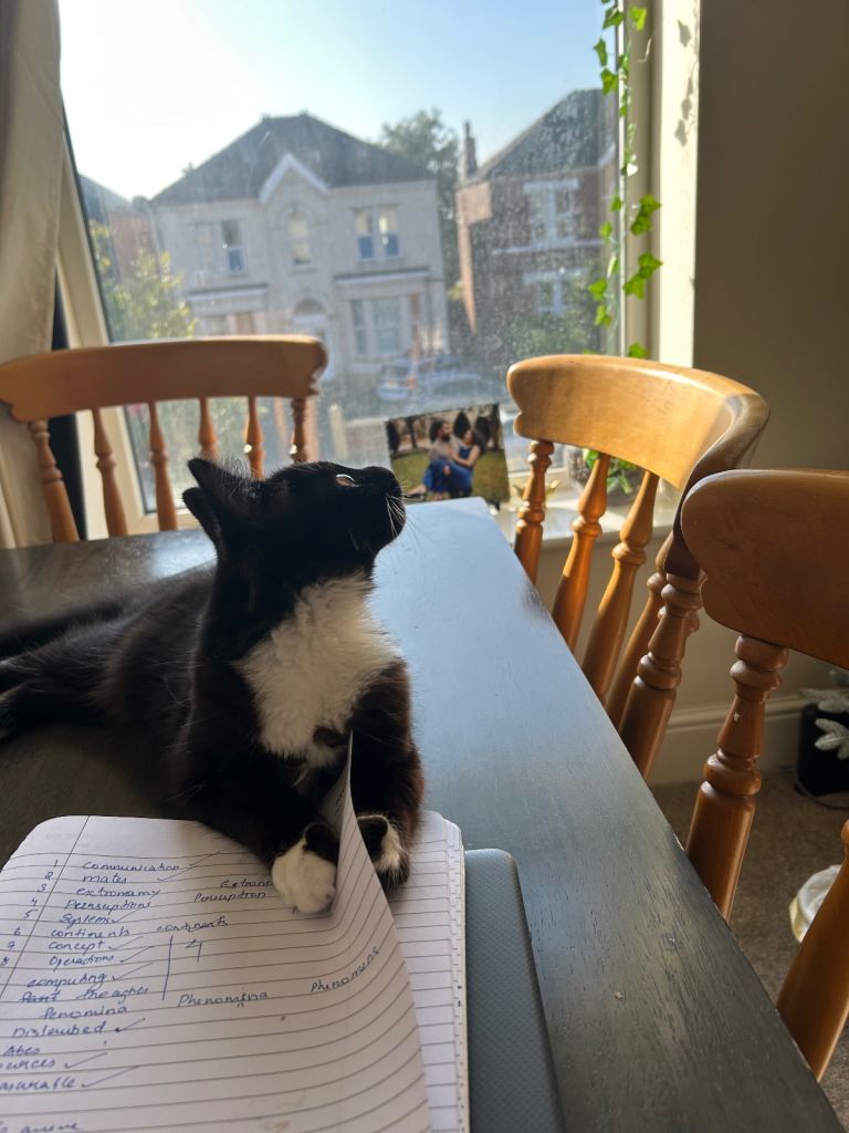 Bella – Friendly & Playful Cat Looking for a Loving Home