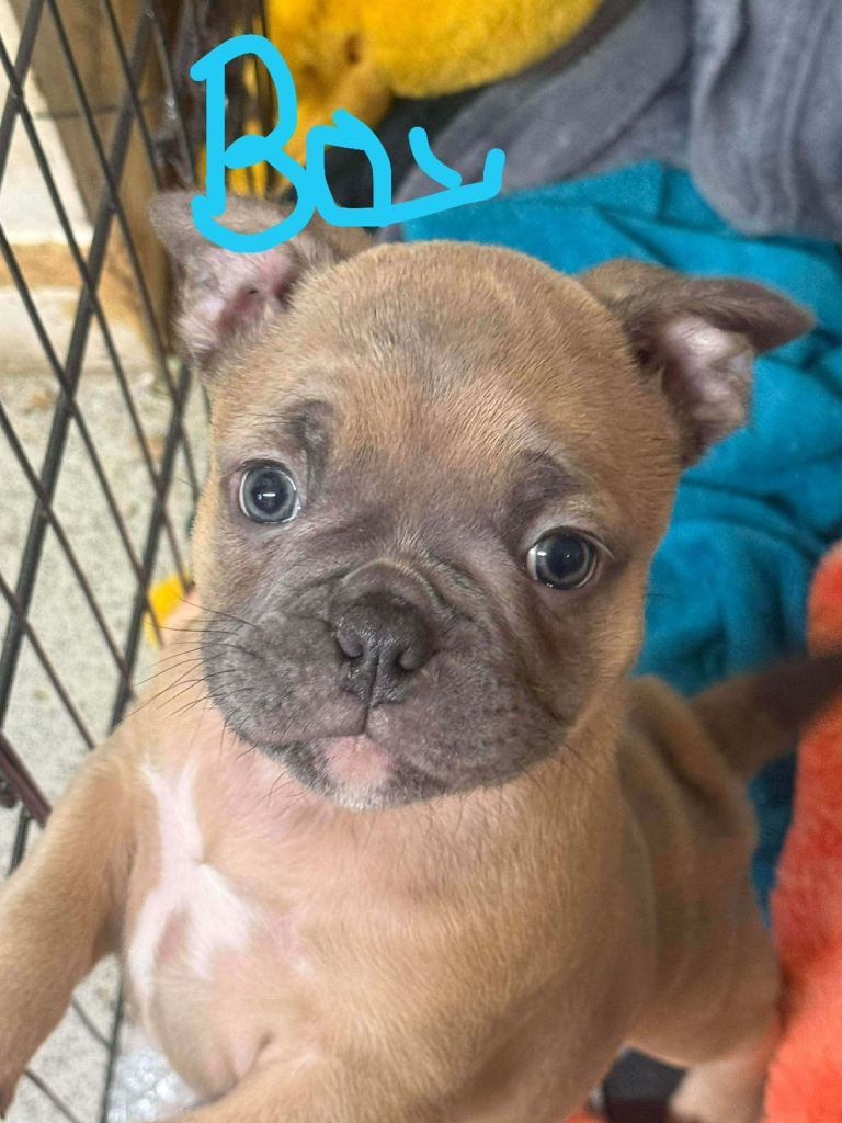 Frenchie cross bulldog 