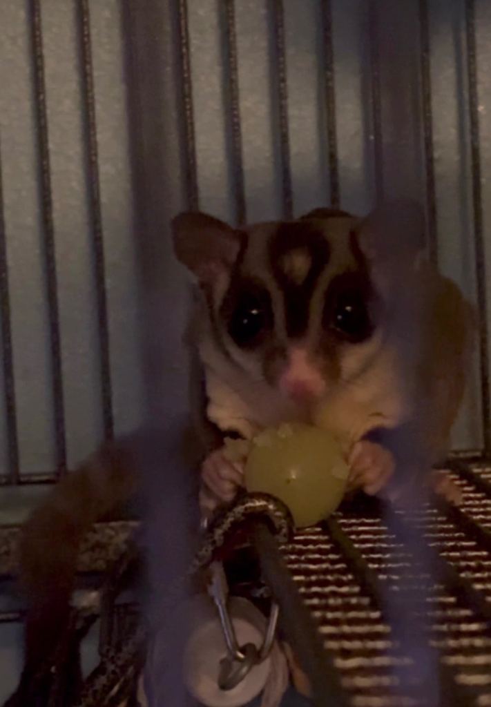 2 SUGAR GLIDERS 