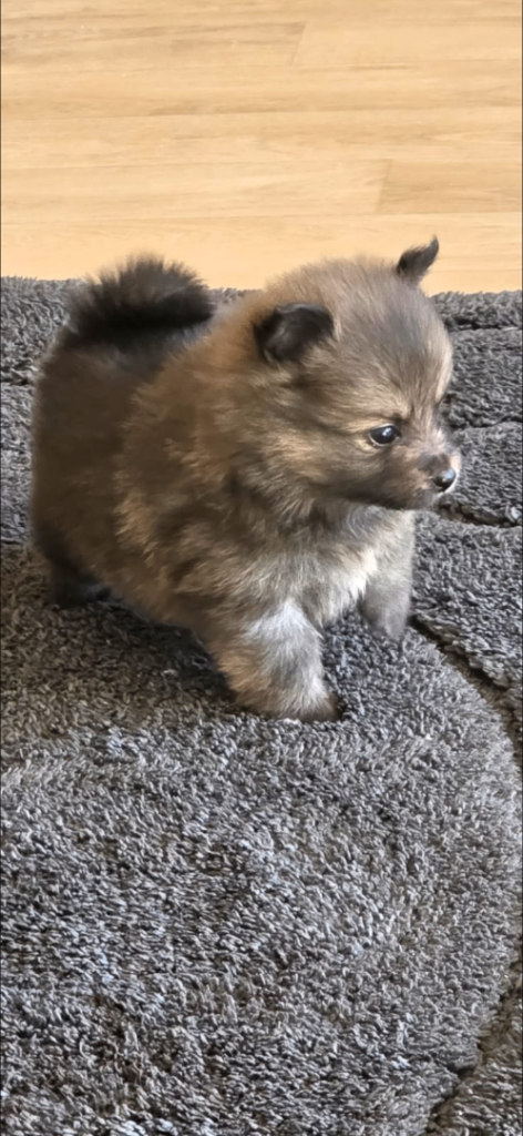 Pomeranian 
