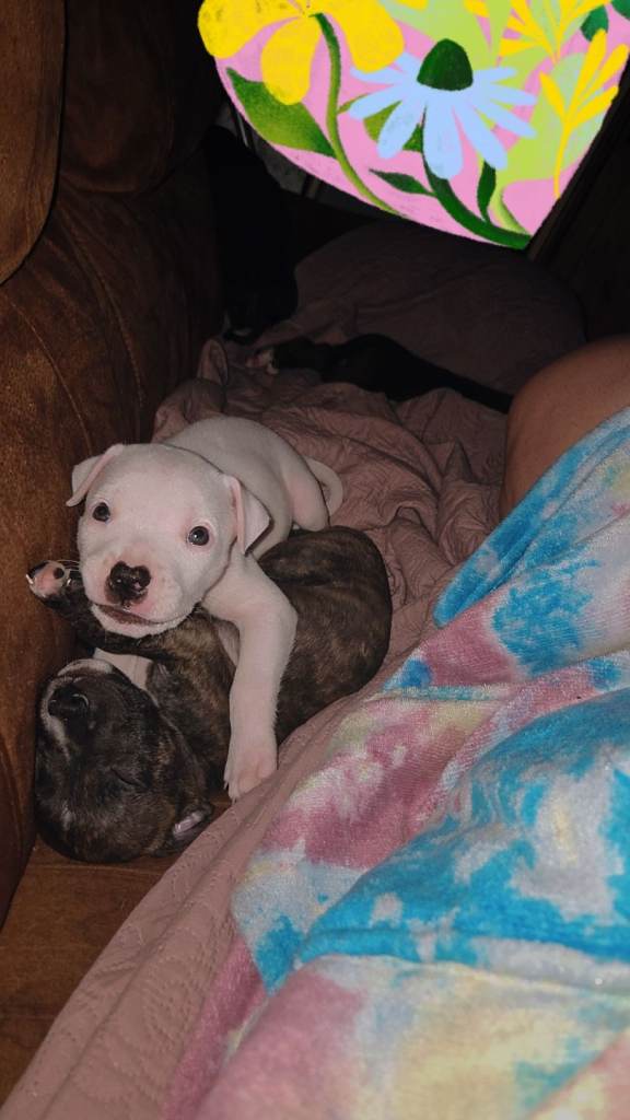 Puppy
