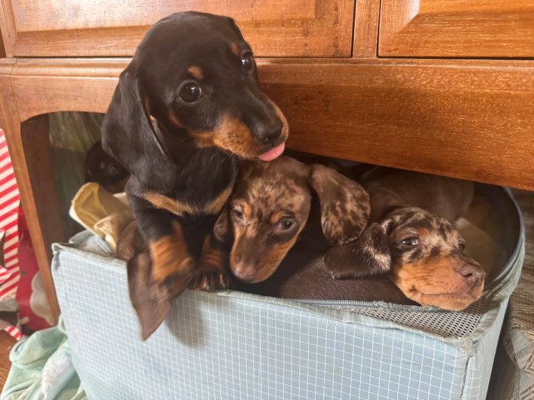 Miniature Dachshund puppies
