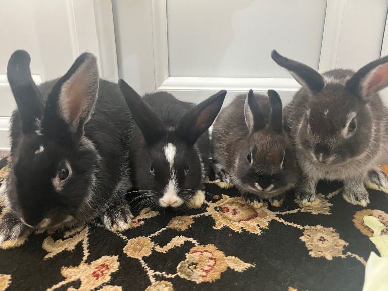 Rabbits 