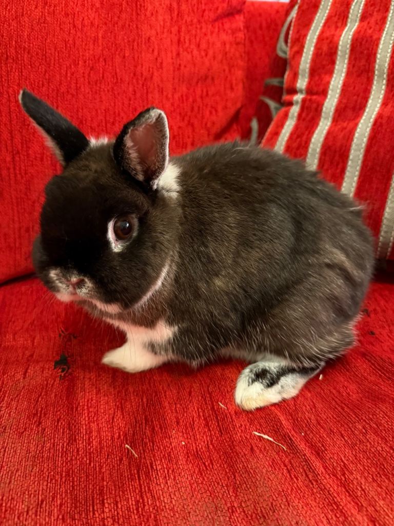Rabbits new home 