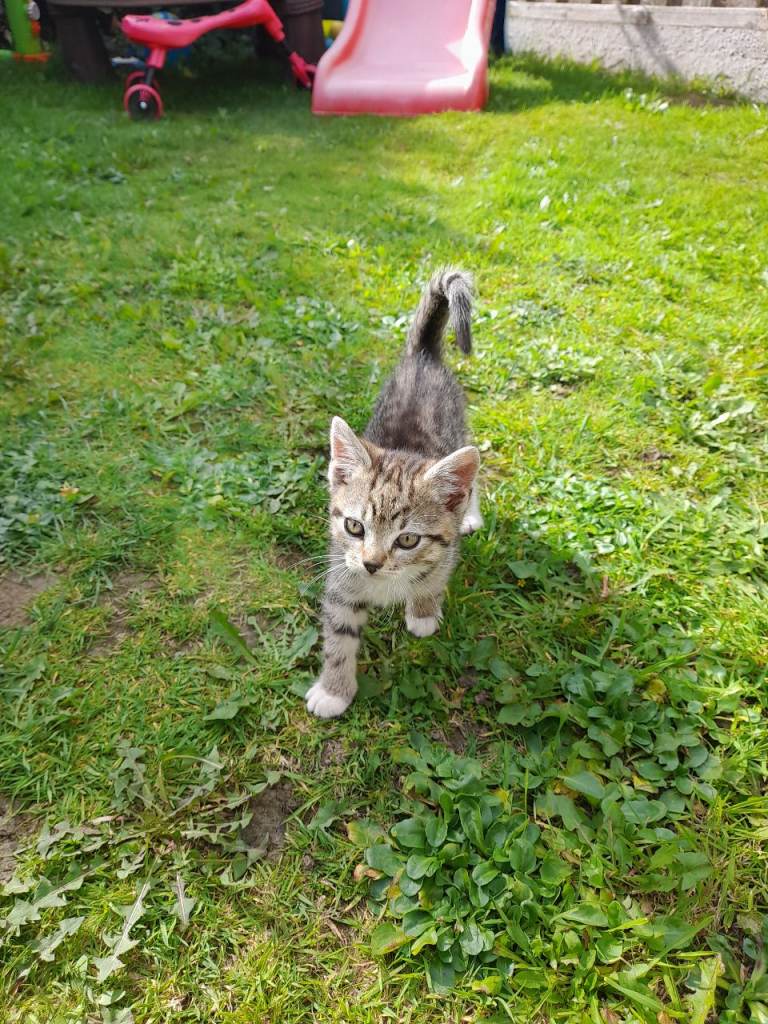 Adorable 9 week old male kitten ready now
