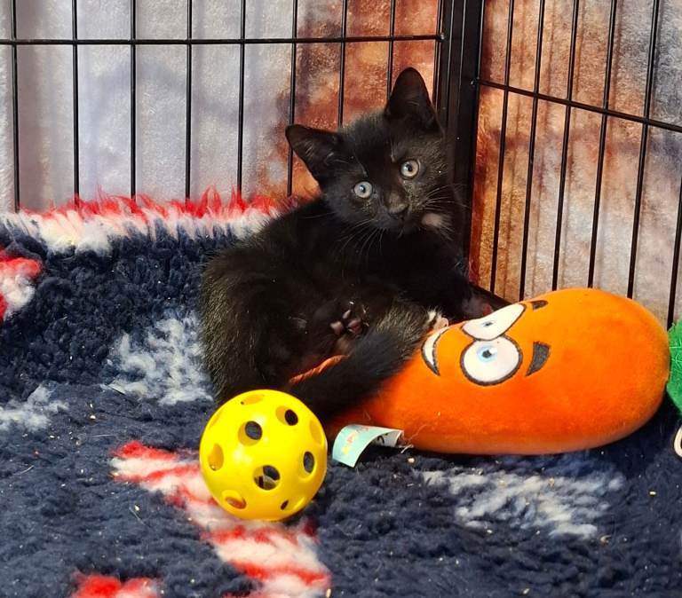 Kittens vaccinated and chipped 