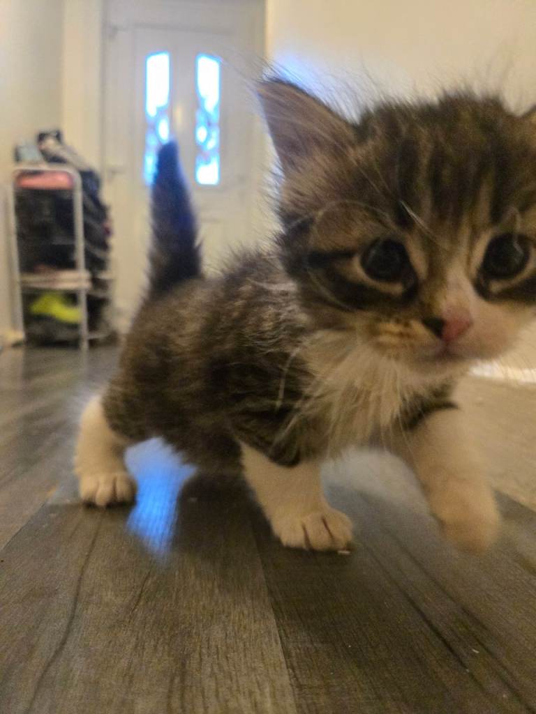 6 gorgeous kittens (2 available boy and girl)