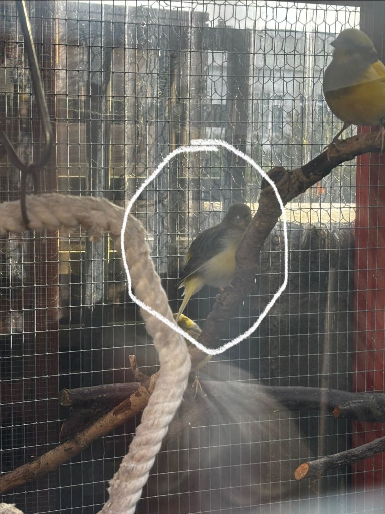 Young One male one female canary £20 each