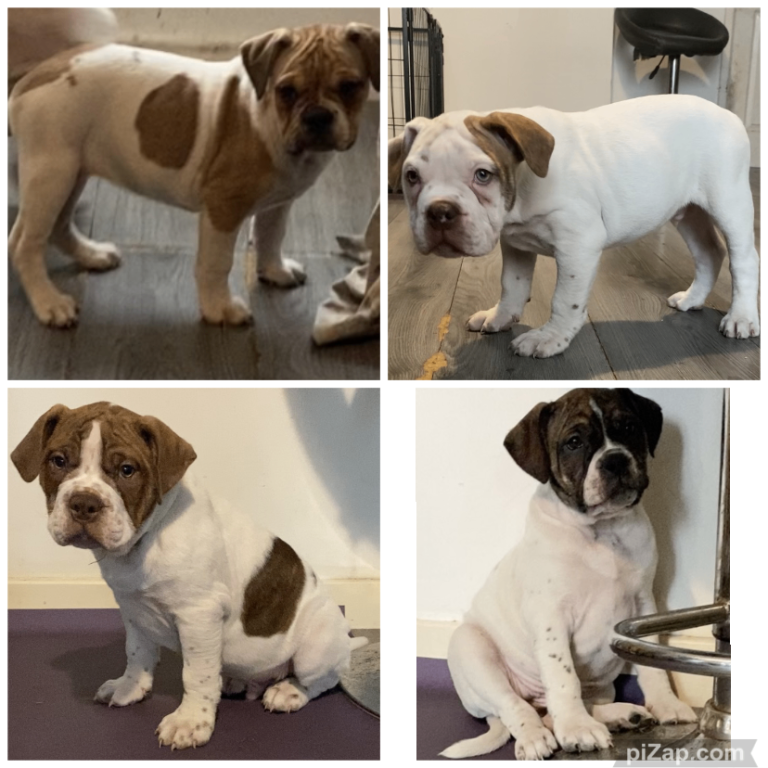 TOP QUALITY ALAPAHA BULLDOGS