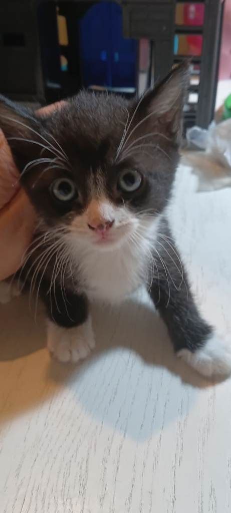 3 so cute and beautiful tabby kittens ready 
