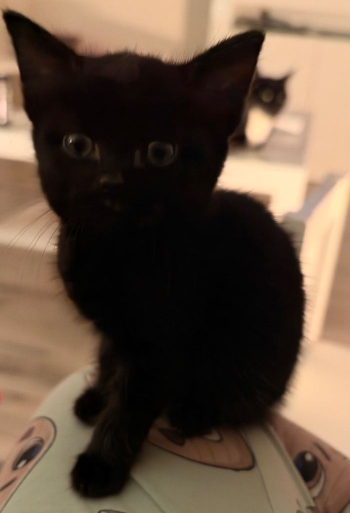 Last Maine coon kitten