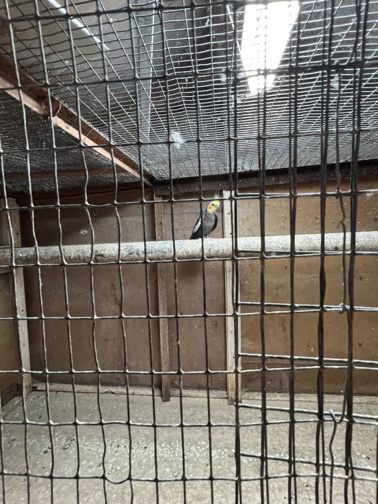 Cockatiel 2.years old and lots of seed