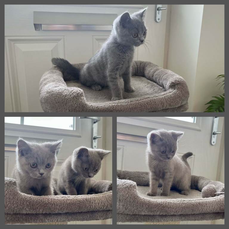 4 British Shorthair Kittens