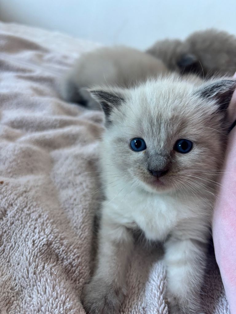 Ragdoll x tonkinese kittens 