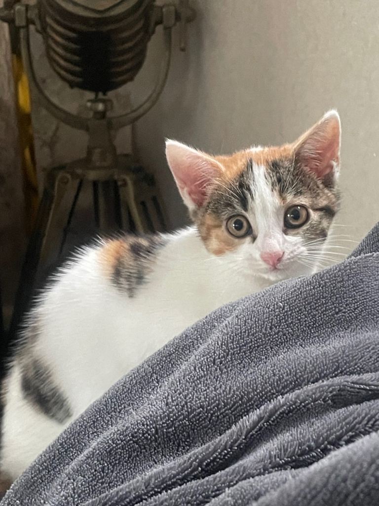 Kitten for sale