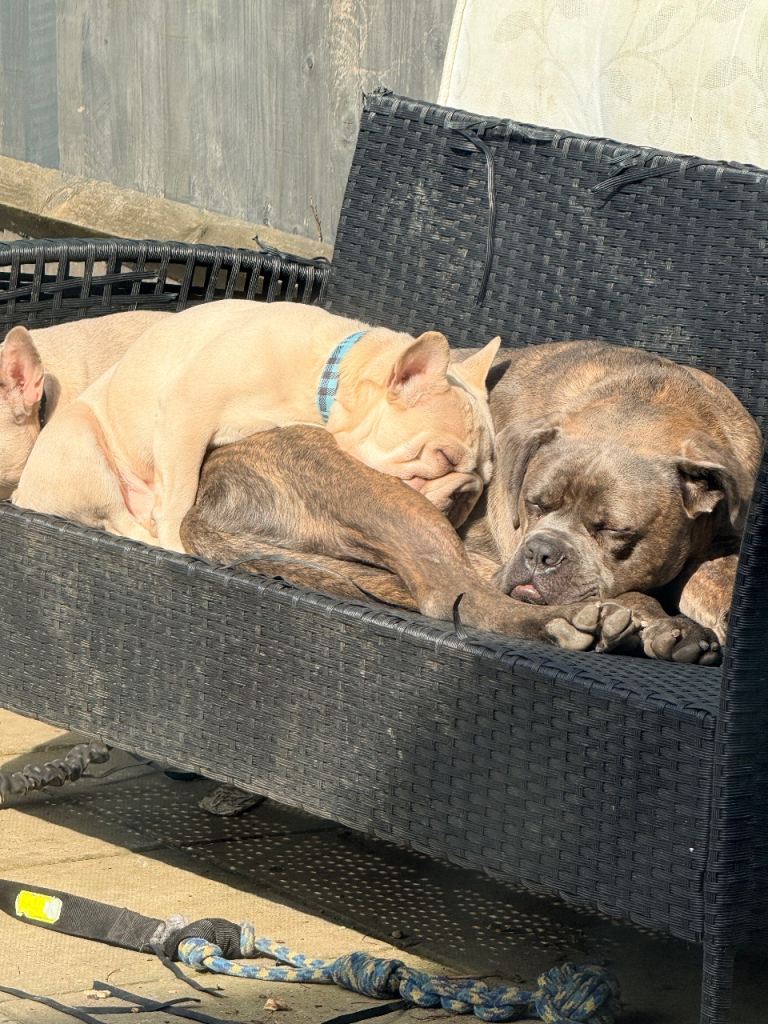 Grey cane corso 10 months  old 