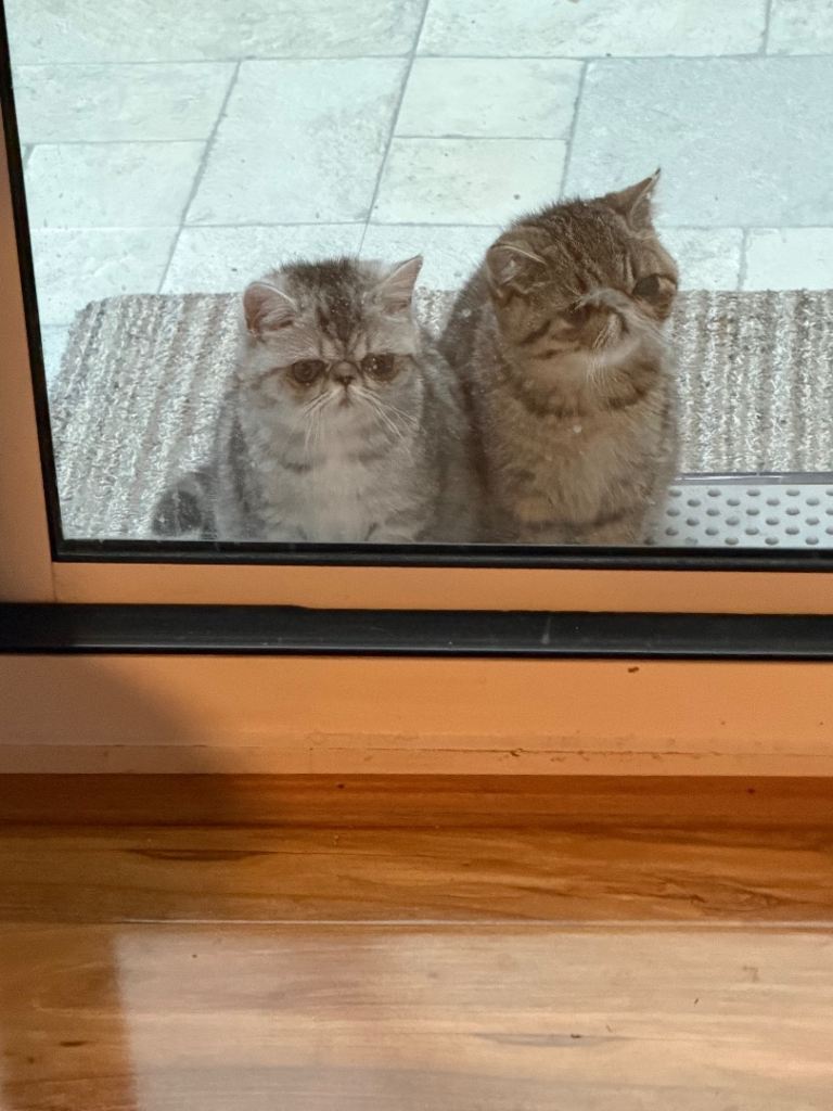 Two GCCF Exotic tabby kittens for loving homes