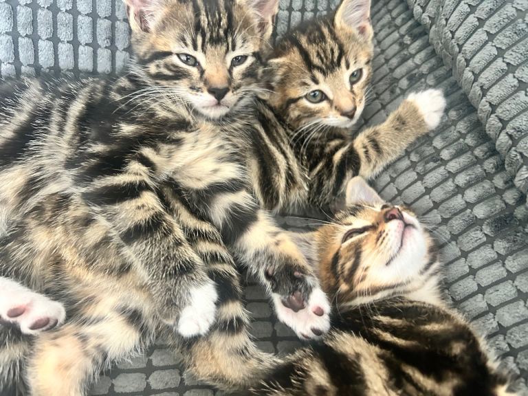 Kittens for sale 