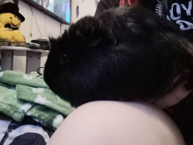 Male Guinea pig, 1 years old + 2 water bottles