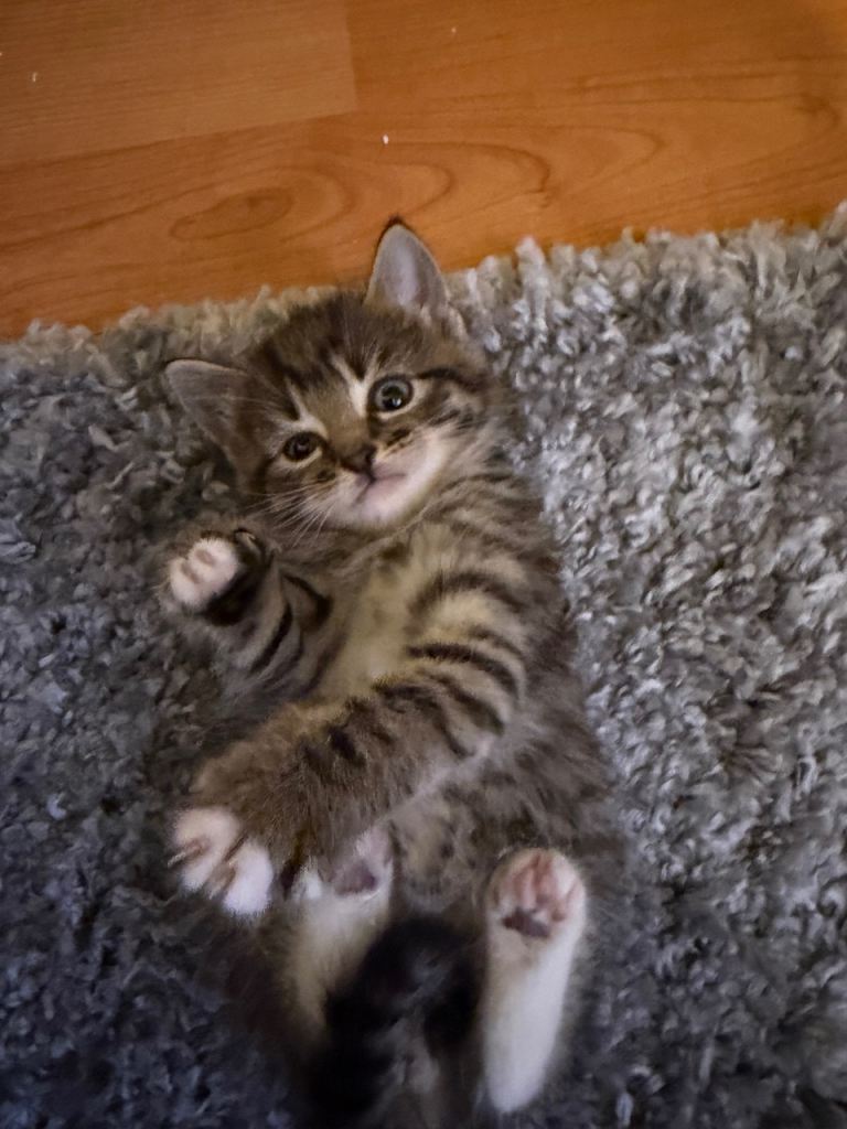 Lovely tabby kittens